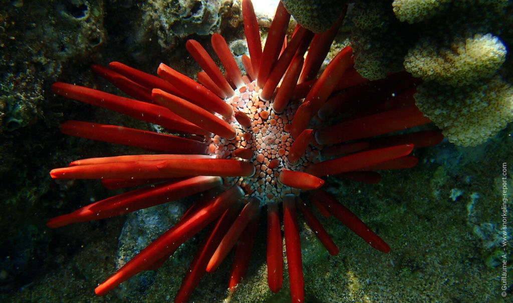 Sea Urchins Identification Guide Snorkeling Report   Red Pencil Urcin 1024x606 