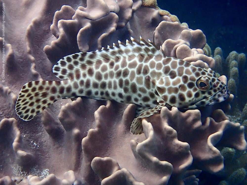 Groupers Identification Guide | Snorkeling Report