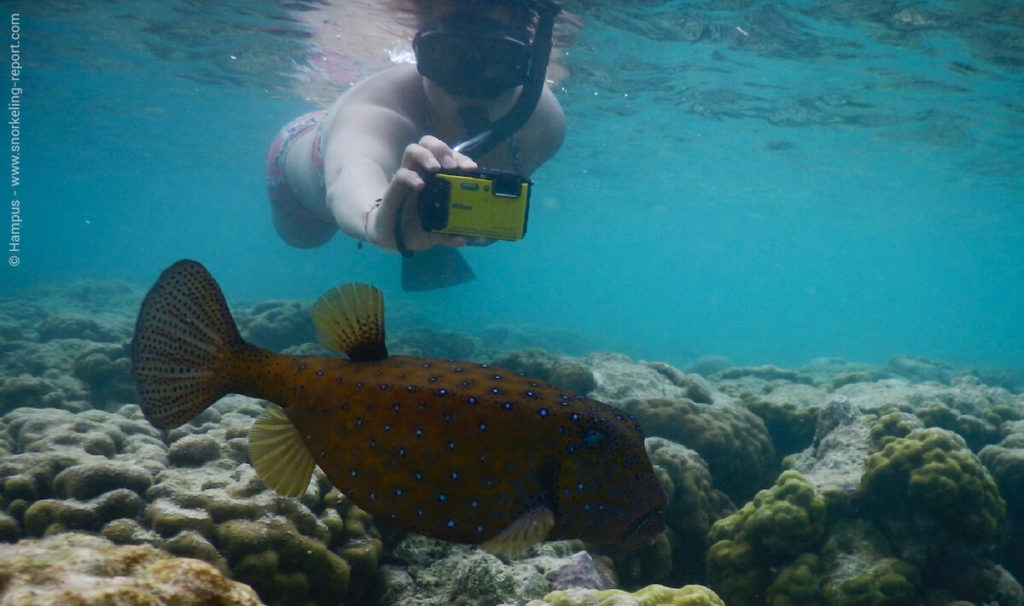 Pufferfish And Boxfish Identification Guide Snorkeling Report