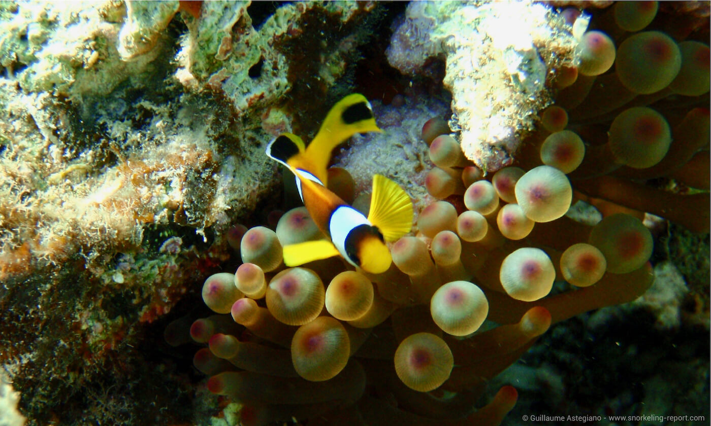 Top10 best snorkeling spots to see Clownfish | Snorkeling Report