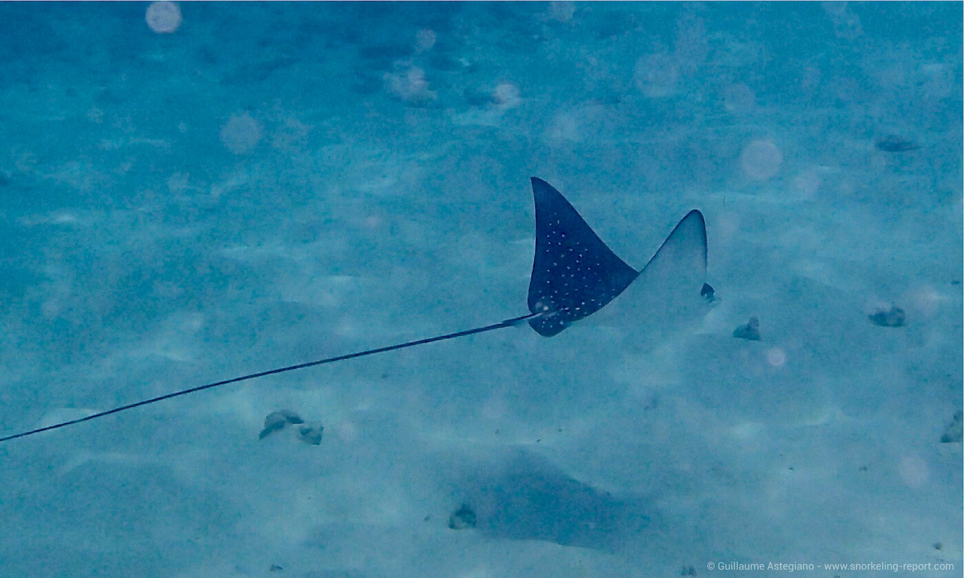 Spotted eagle ray in Felicite, Seychelles