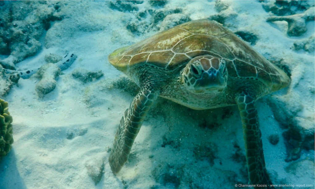 Top10 best snorkeling spots to swim with Sea Turtles | Snorkeling Report