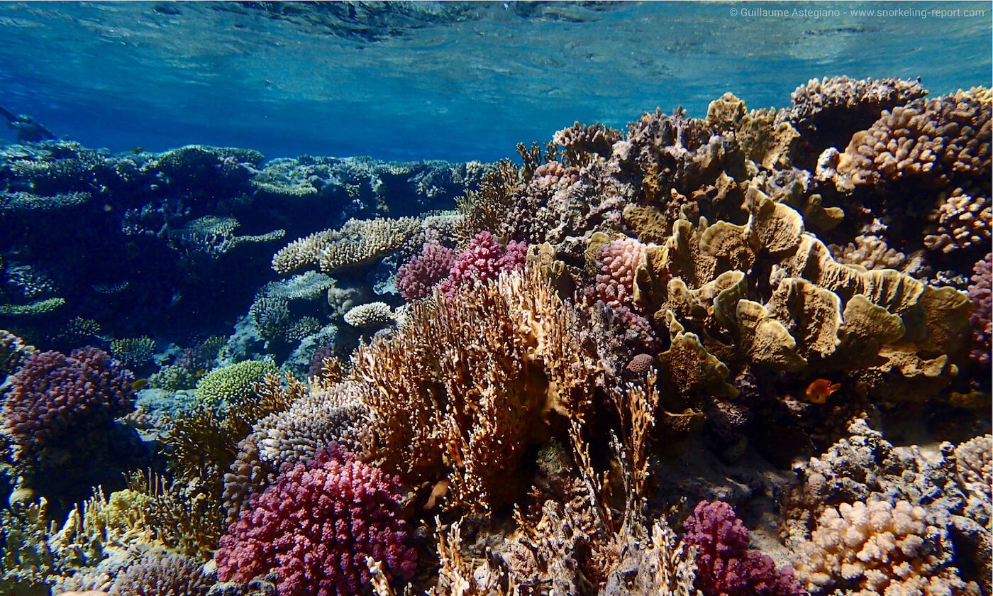 Top10 most beautiful coral reefs for snorkeling