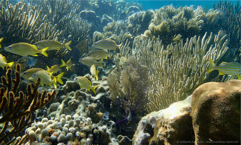 Top10 most beautiful coral reefs for snorkeling | Snorkeling Report