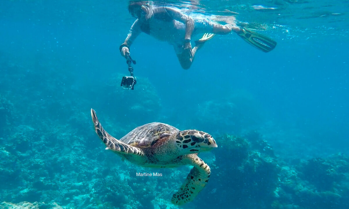 A snorkeler watching a sea turtle in Denis Island, Seychelles