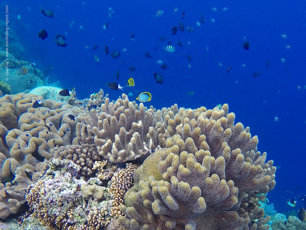 Snorkeling in Hatta Island, Banda Archipelago | Snorkeling in Indonesia