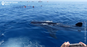 Snorkeling with Whale Sharks in the Mayan Riviera | Snorkeling in Mexico