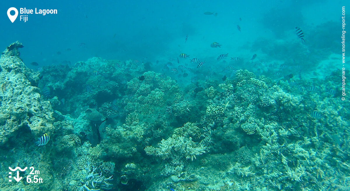Coral reef at the Blue Lagoon