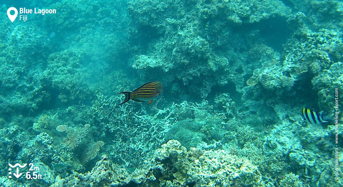Lined surgeonfish at the Blue Lagoon