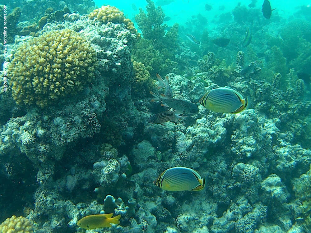 Snorkeling in Anse La Farine, Praslin Island | Snorkeling in Seychelles