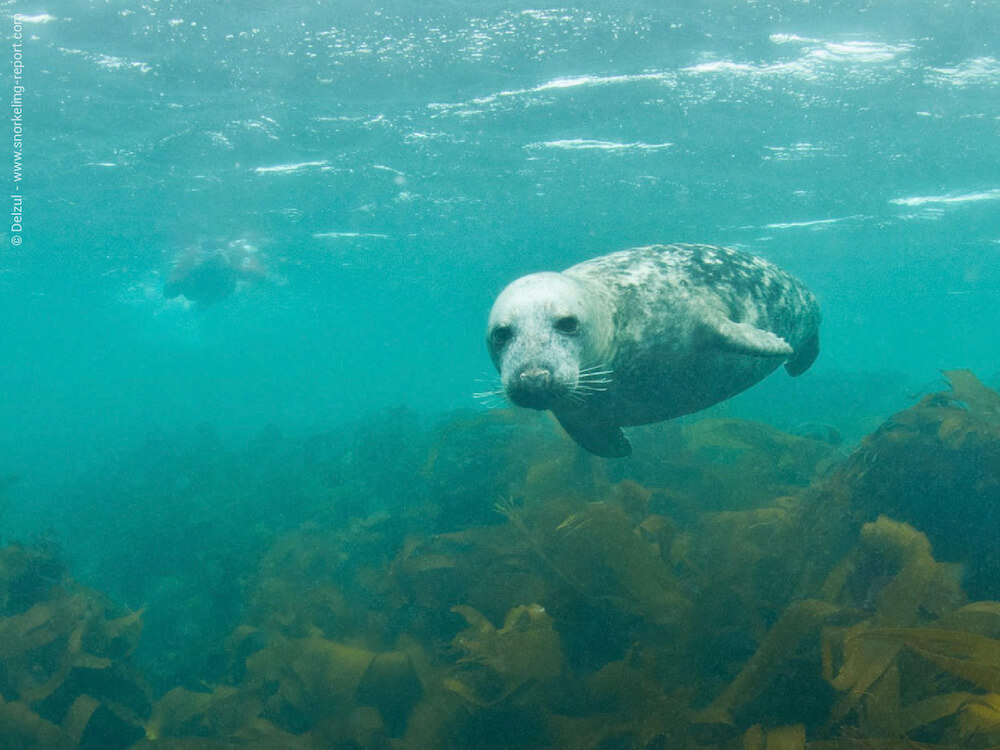 Snorkeling with Seals in the Etocs Archipelago, Brittany | Snorkeling ...