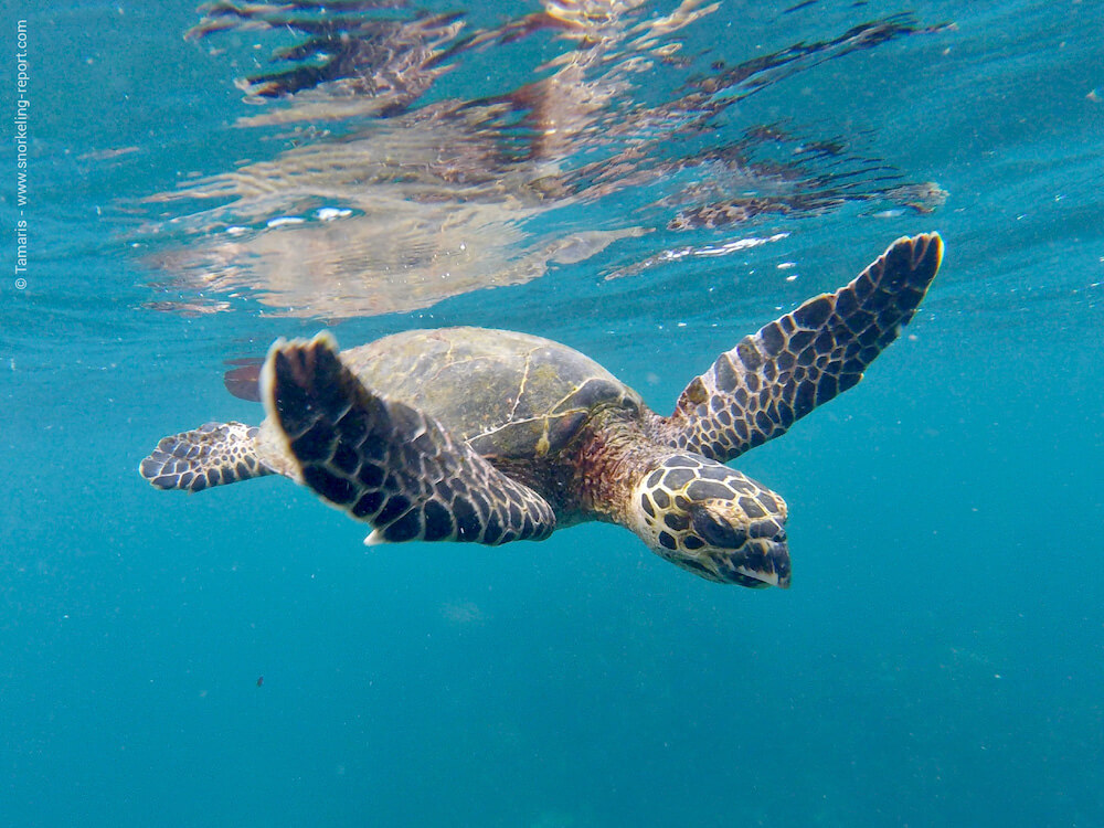 Snorkeling at Isla del Caño, Drake Bay | Snorkeling in Costa Rica