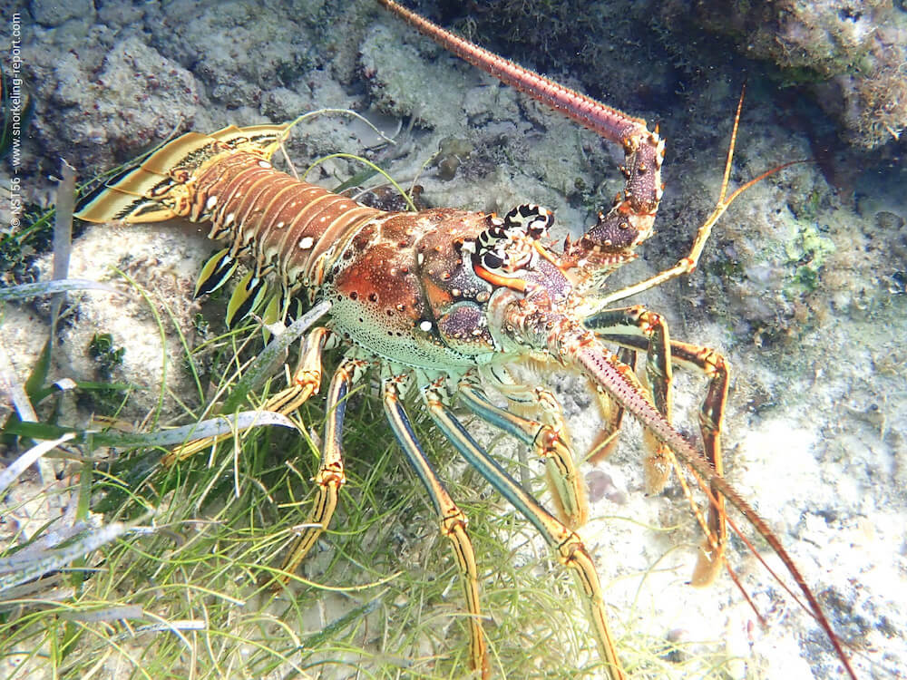 Snorkeling In Preston Bay, Little Cayman 