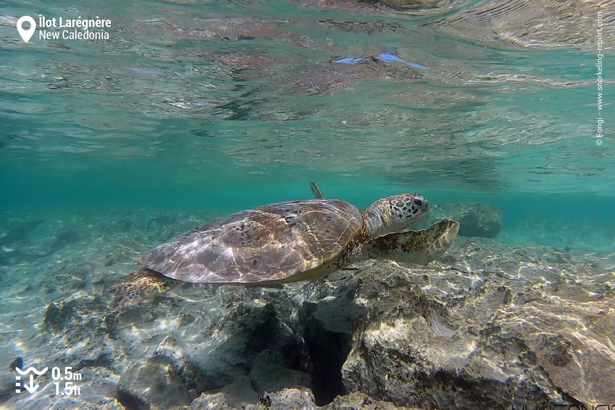 Sea turtle in Laregnere Island