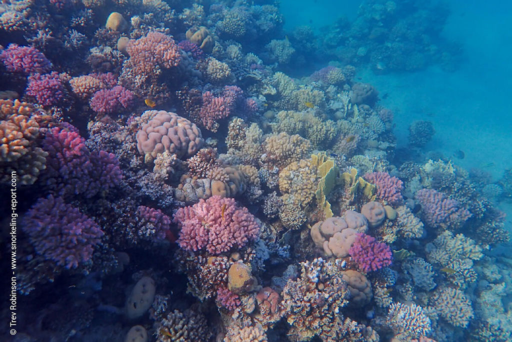 Snorkeling Egypt | A Guide to the Best Spots | Snorkeling Report