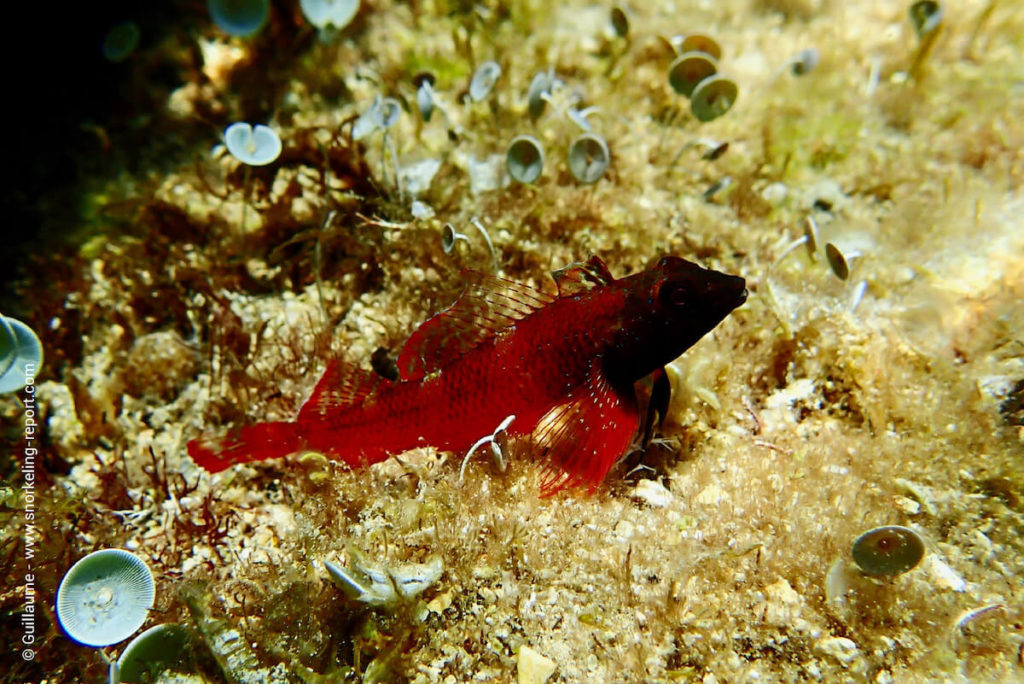 Snorkeling South of France | A Guide to the Best Spots | Snorkeling Report