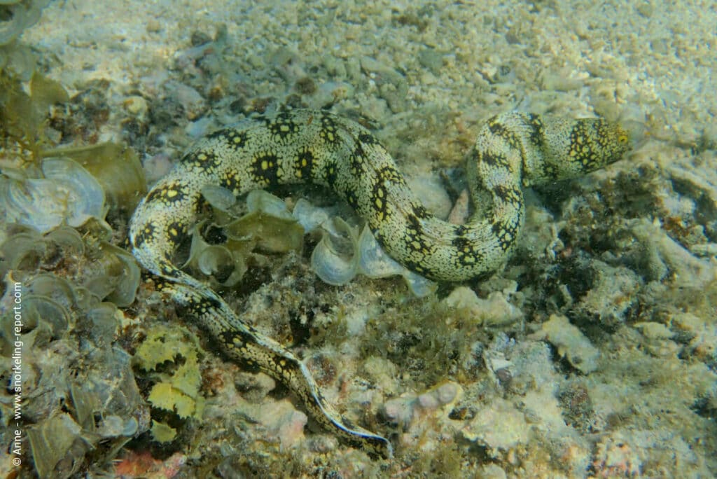 Snorkeling Mauritius | A Guide to the Best Spots | Snorkeling Report