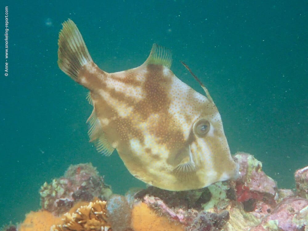 Doctorfish (Acanthurus chirurgus) · iNaturalist