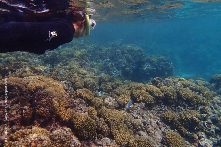 Snorkeling Seychelles 