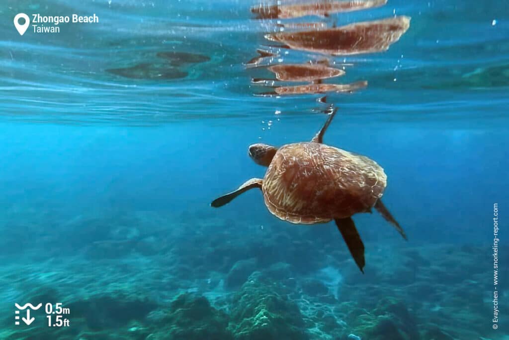 Snorkeling in Zhongao Beach, Liuqiu Island | Snorkeling in Taiwan