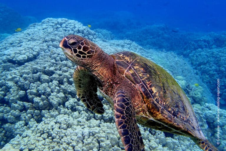 12 Best Fish and Creatures to Spot When Snorkeling Hawaii | Snorkeling ...