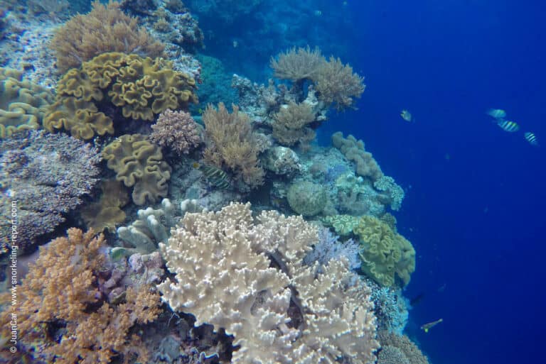 Snorkeling Indonesia | A Guide to the Best Spots | Snorkeling Report