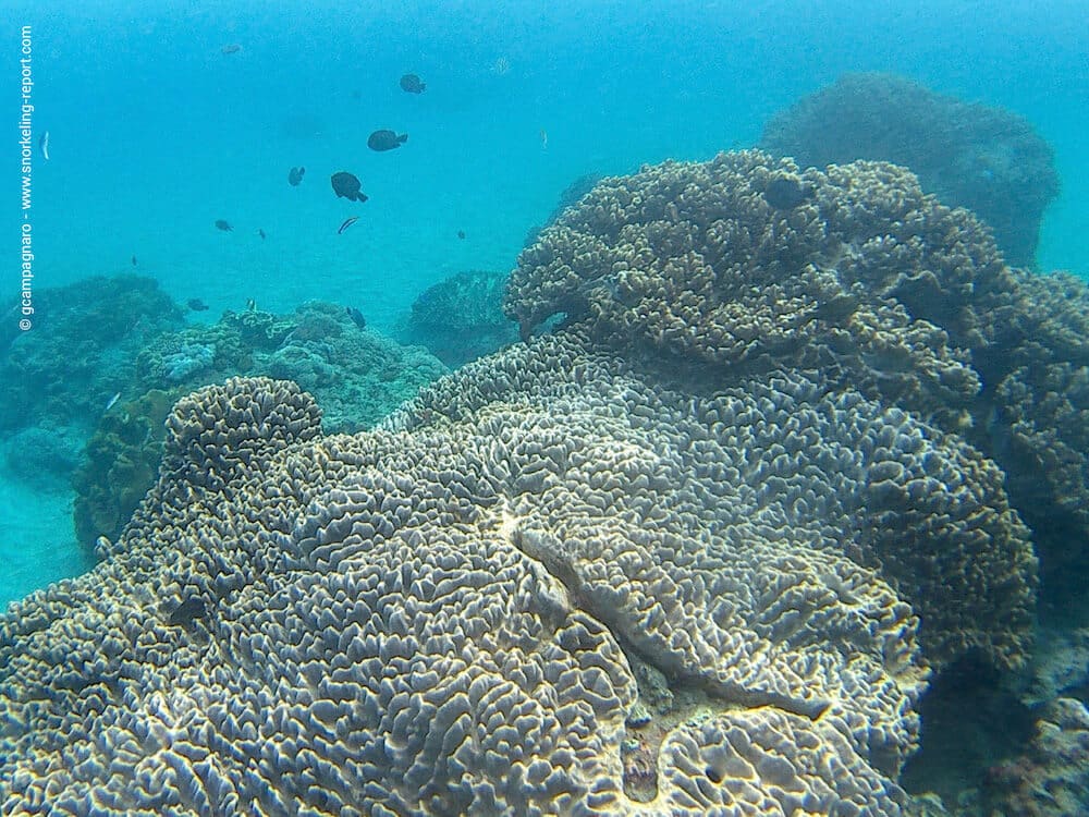 Snorkeling In Crystal Bay, Nusa Penida 