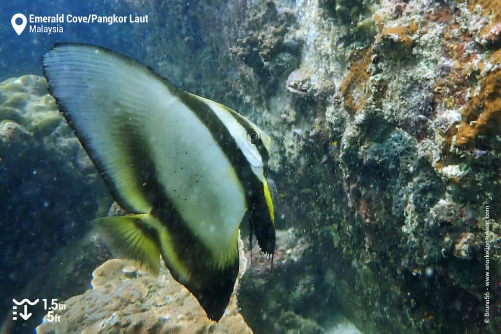 Snorkeling in Emerald Cove, Pangkor Laut Resort | Snorkeling in Malaysia