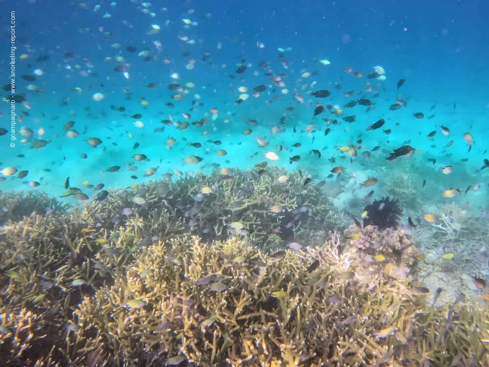 Snorkeling in Pimpe Nusa, Komodo National Park | Snorkeling in Indonesia