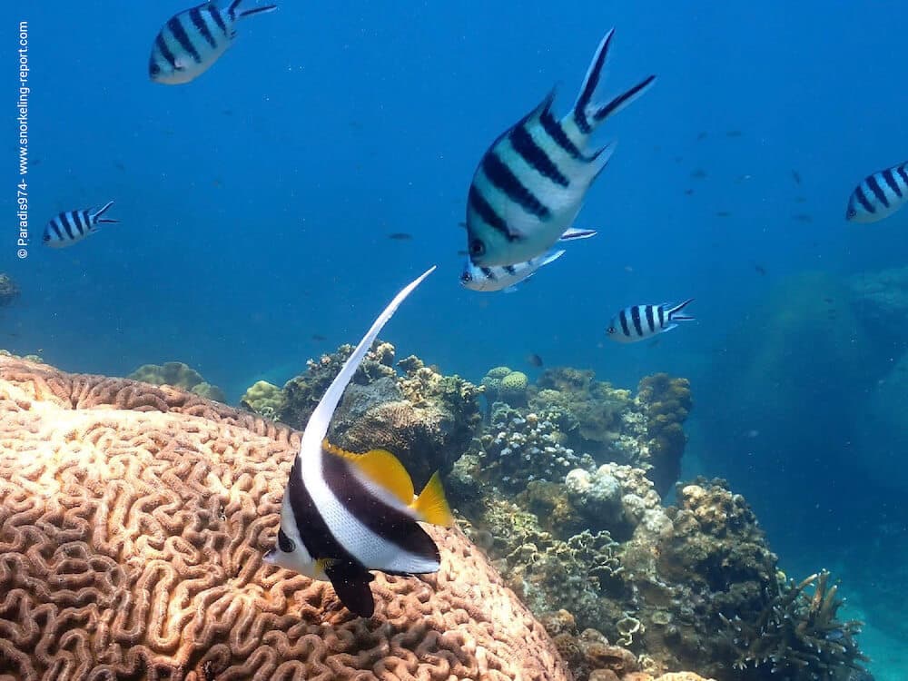 Snorkeling in Mango Bay, Koh Tao | Snorkeling in Thailand