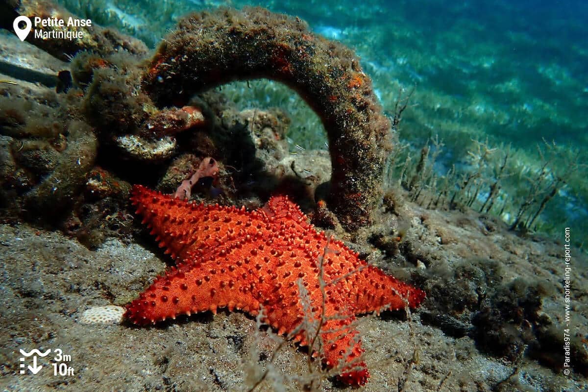 Caribbean cushion sea star in Petite Anse