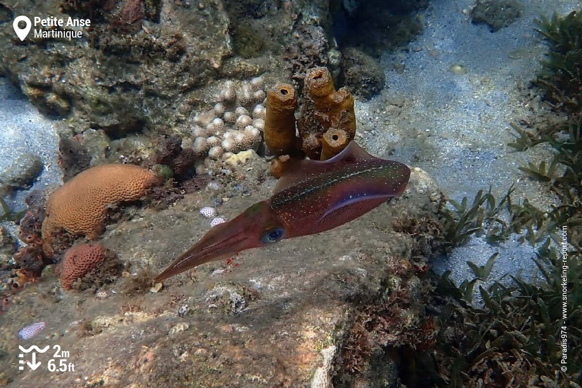 Caribbean reef squid in Martinique