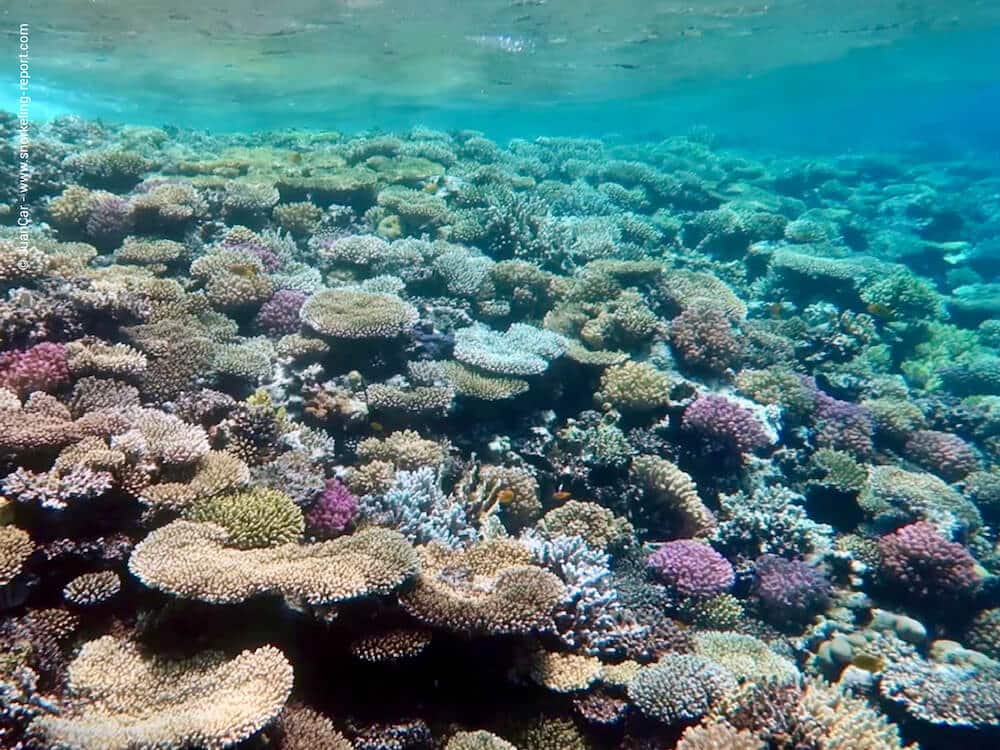 Snorkeling at Napoleon Reef, Dahab | Snorkeling in Egypt