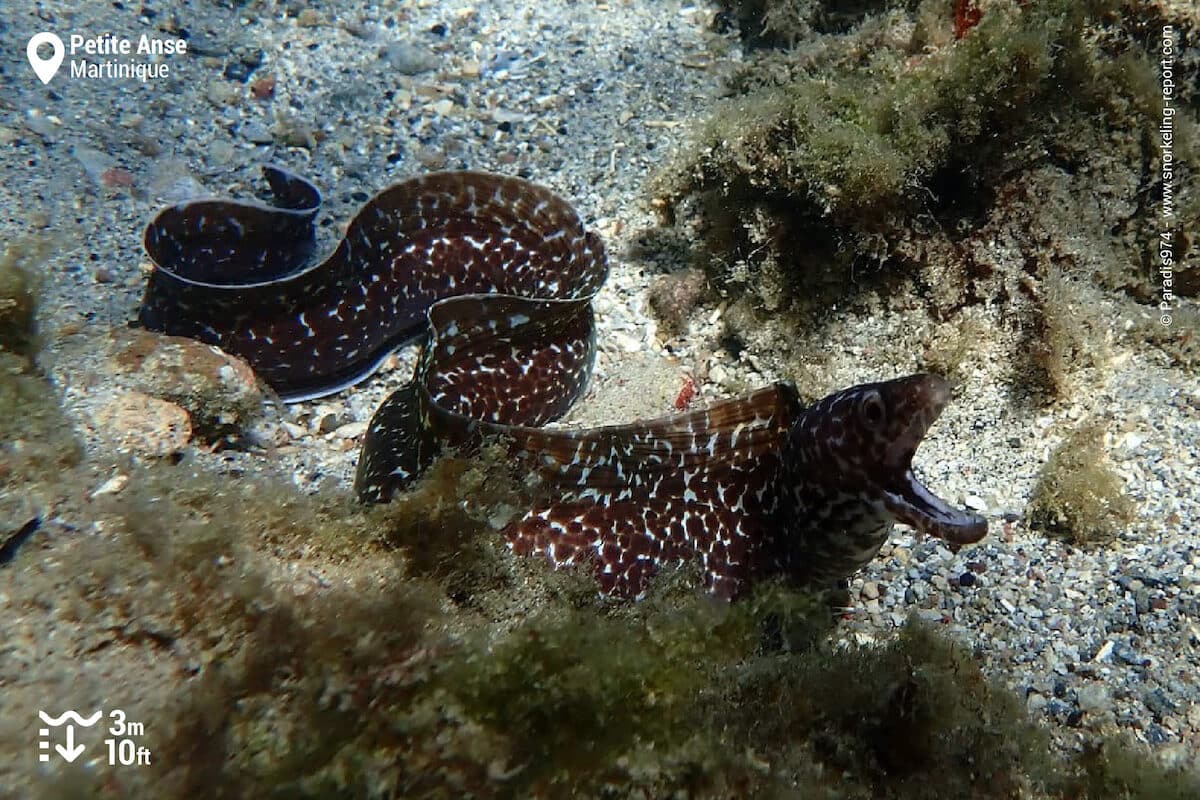 Spotted moray in Petite Anse