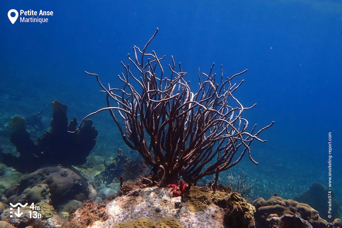 The seabed in Petite Anse, Martinique