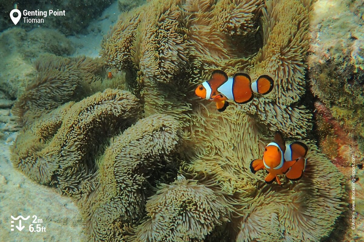 Ocellaris anemonefish at Genting Point