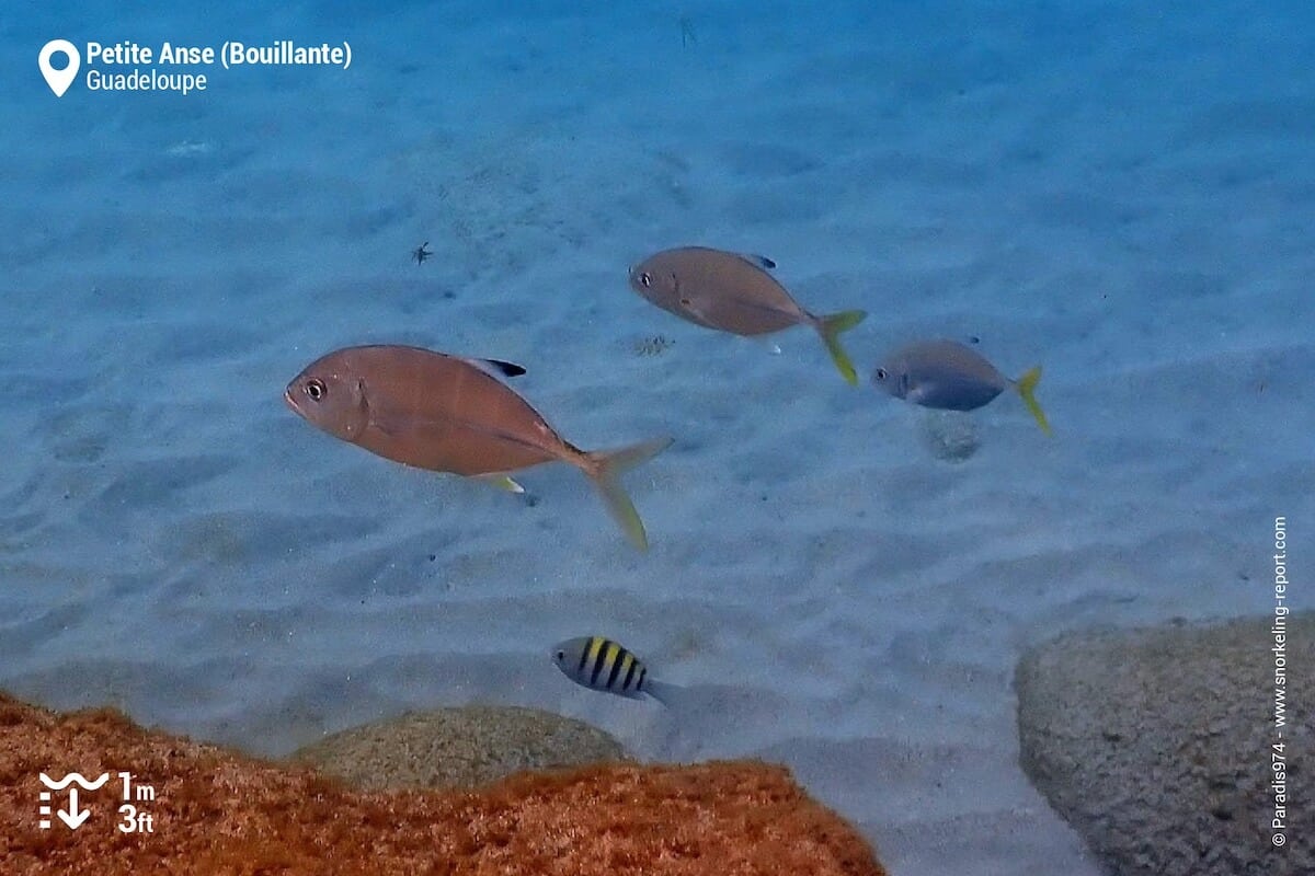 Reef fish in the sandy beds near Plage de Petite Anse