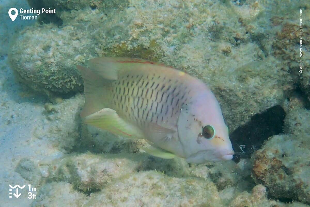 Sling-jaw wrasse at Genting Point