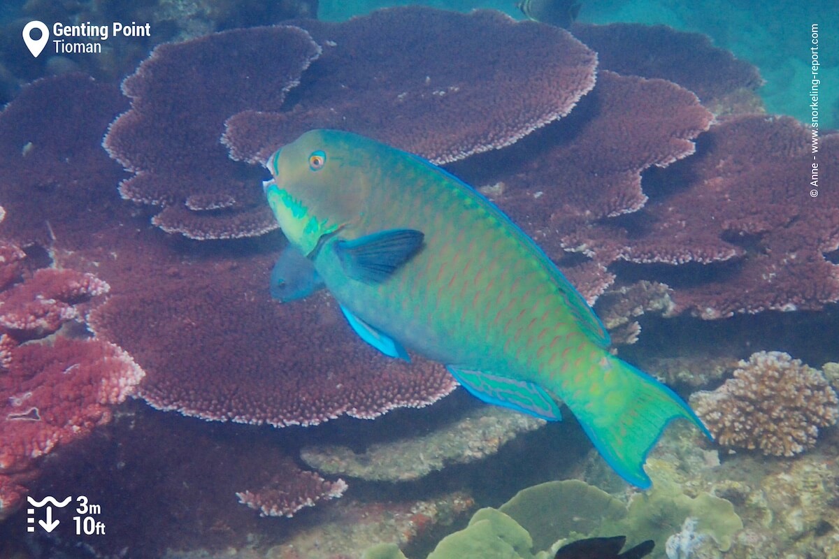 Steephead-parrotfish at Tioman