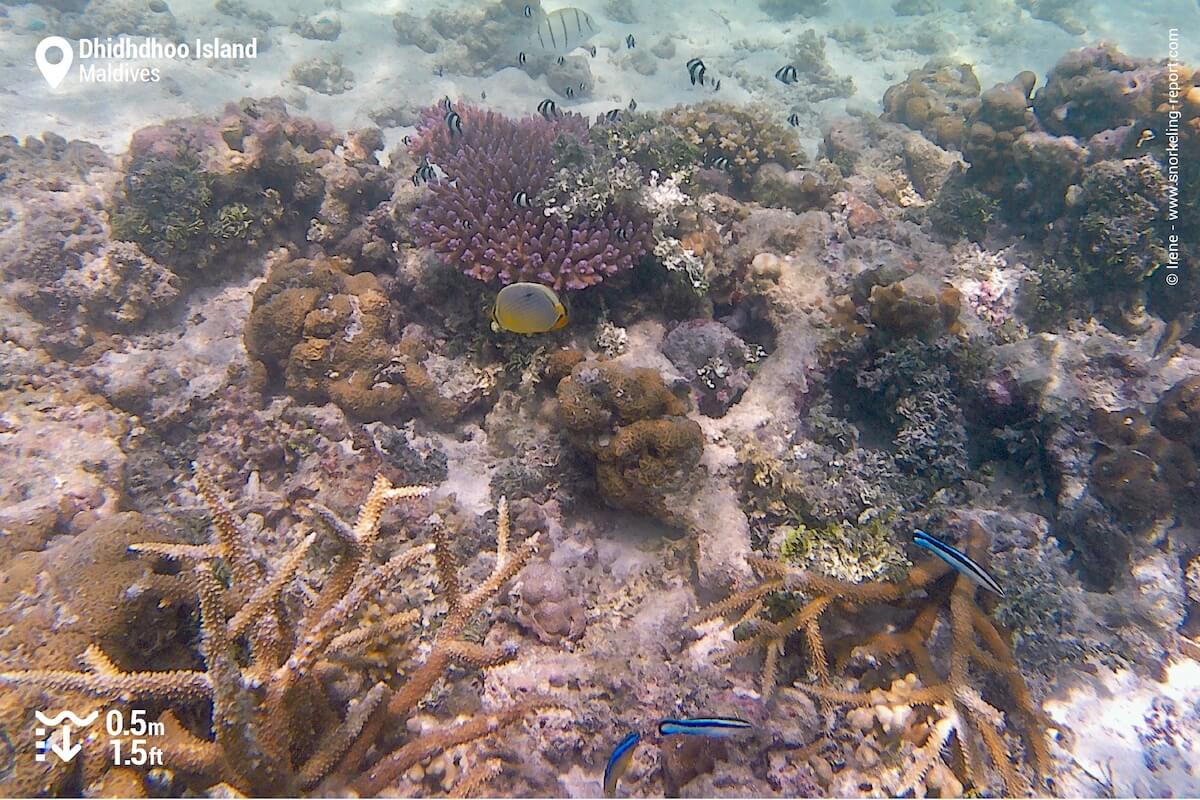Dhidhdhoo Island coral reef