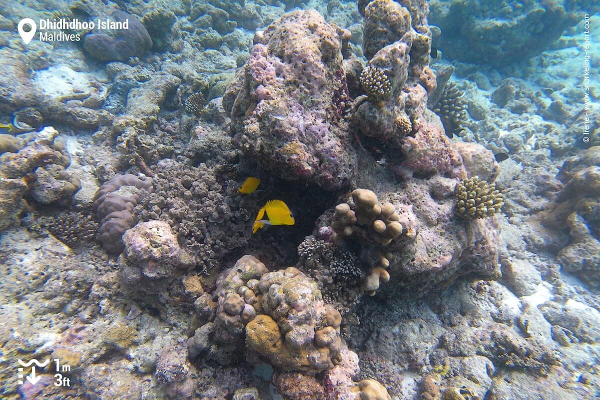 Yellow longnose butterflyfish at Dhidhdhoo coral reef