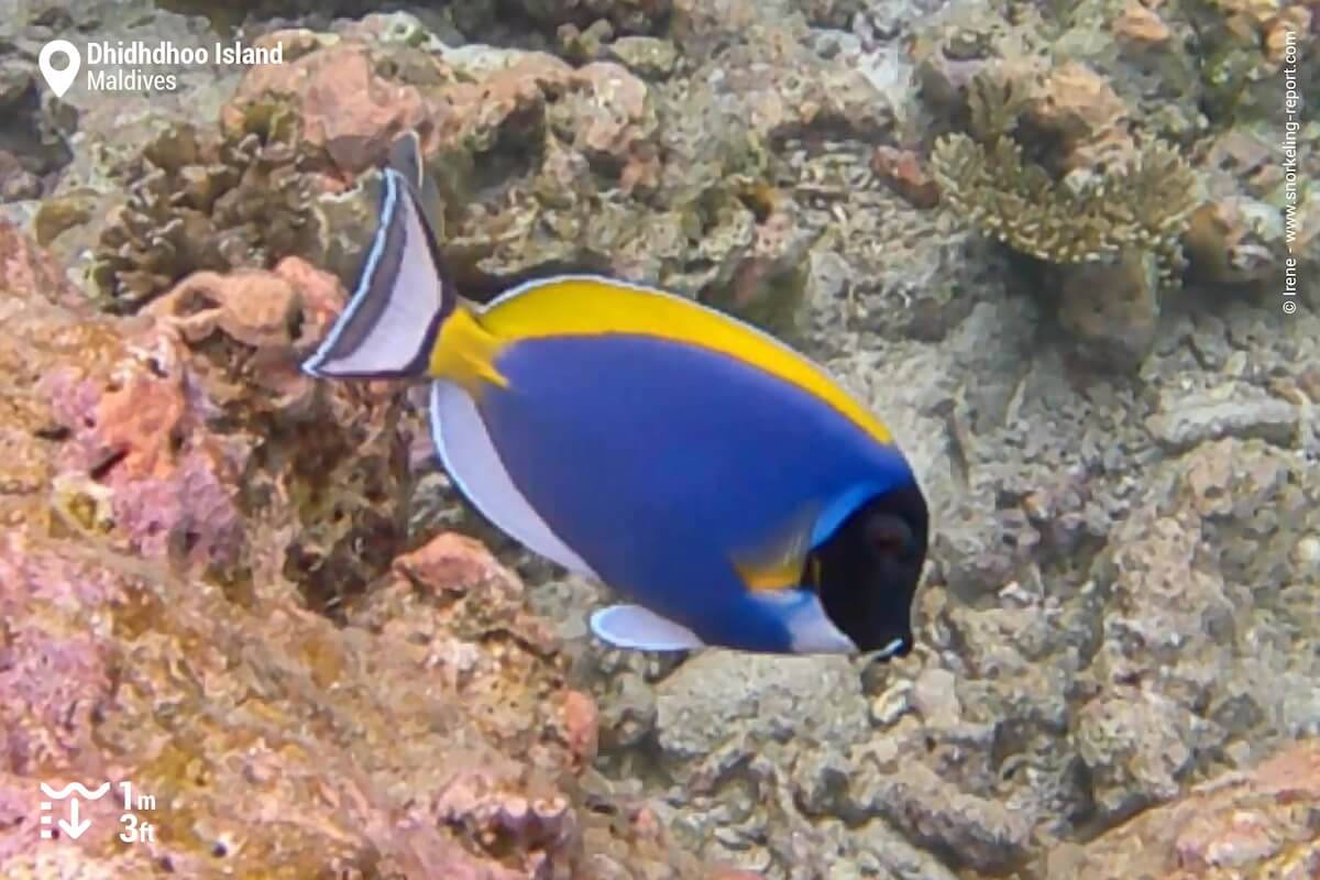 Powder blue tang in Dhidhdhoo