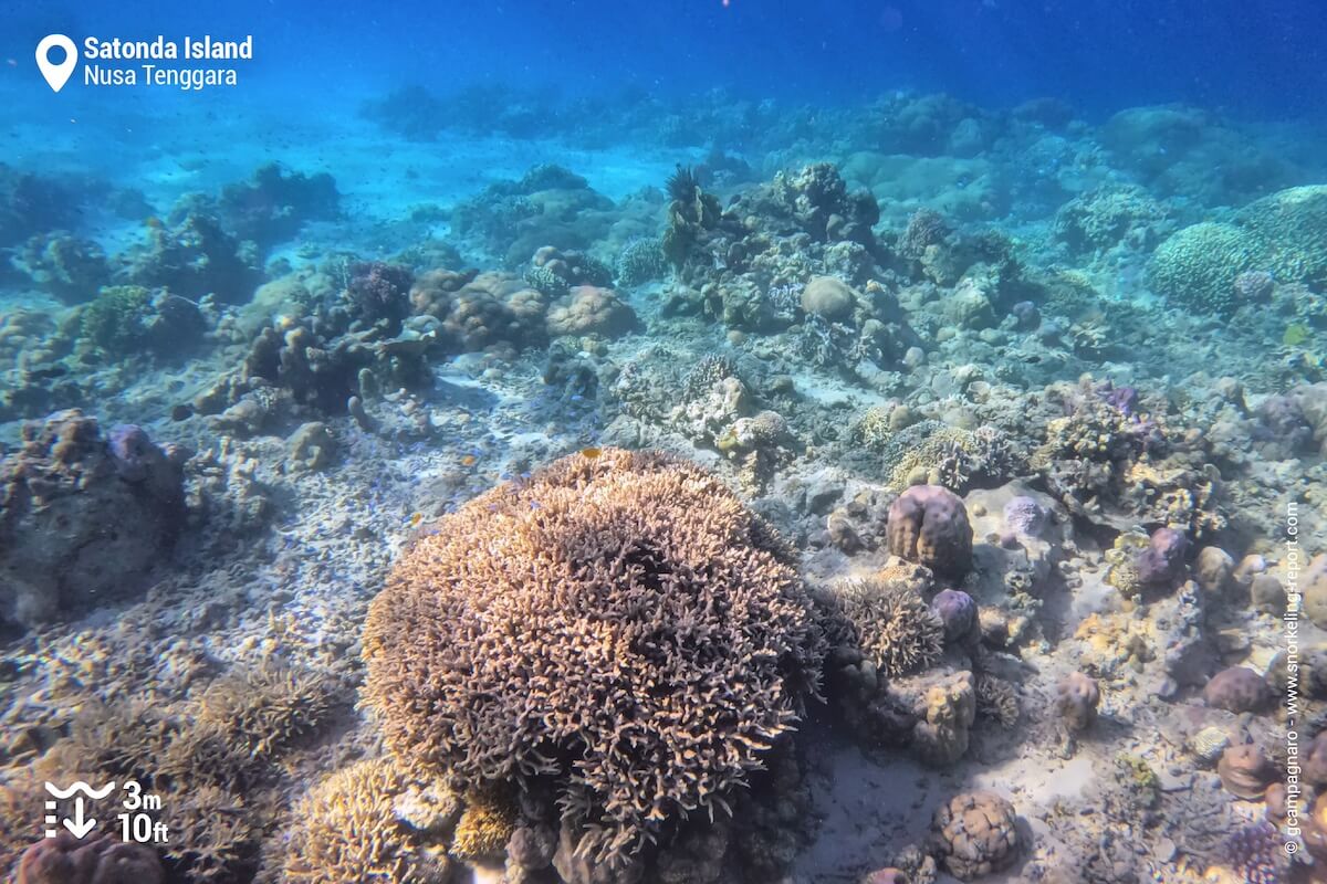 Coral reef at Pulau Satonda