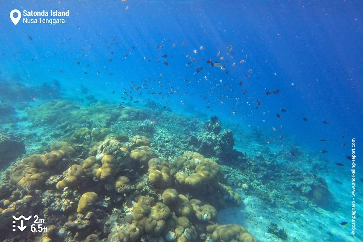 Coral reef at Pulau Satonda