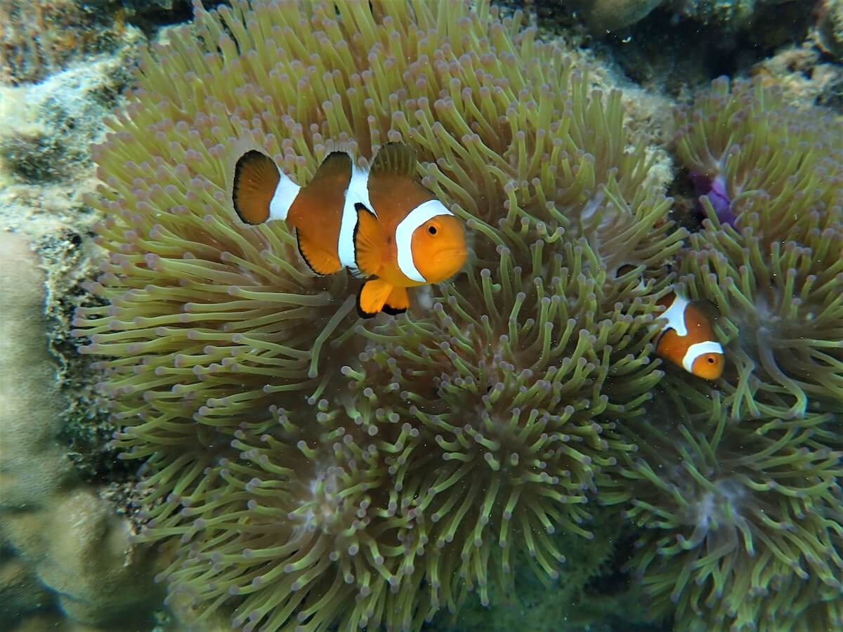 Amphiprion ocellaris - Ocellaris clownfish | Snorkeling Report